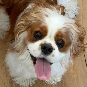 My baby Remy 🐶🌷